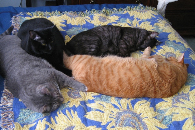 Clockwise from left: Abbey, Flash, Alex and Tigger