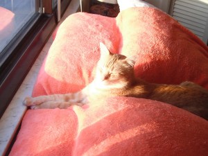 Bad Cat Chris laying in sunshine