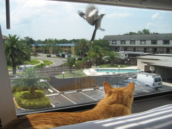 Mocking bird finds Bad Cat Chris