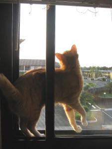 Bad Cat Chris tries to catch bird