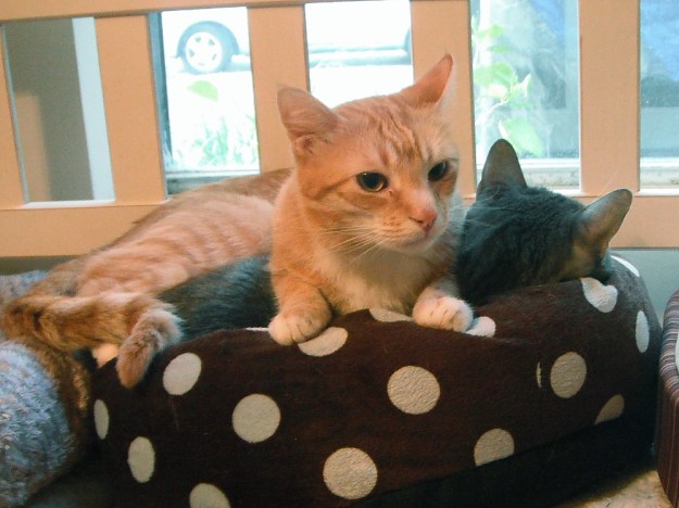 Chris disturbing Abbey's nap