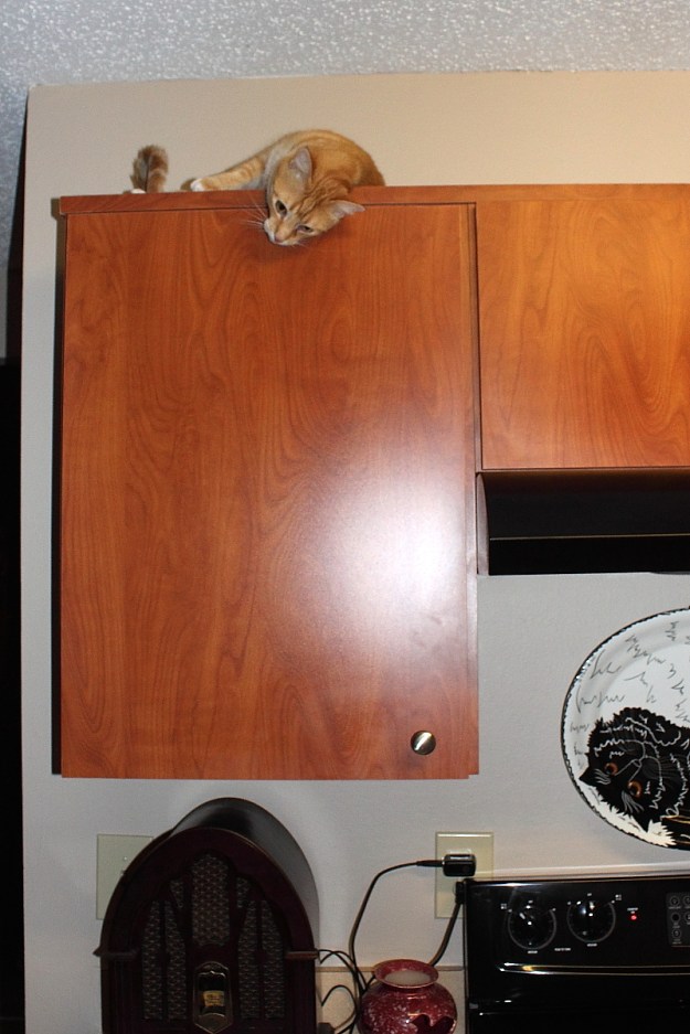 Chris on kitchen babinet