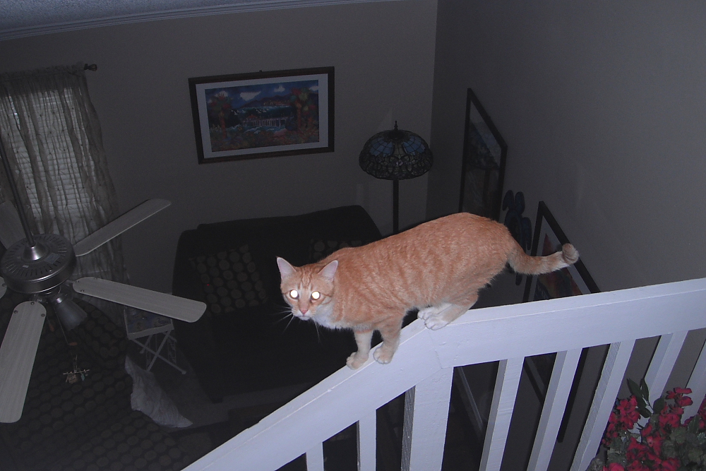 Bad Cat Chris on railing