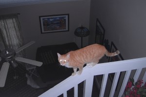 Bad Cat Chris on railing