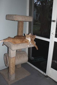 Chris and Tigger enjoying the patio