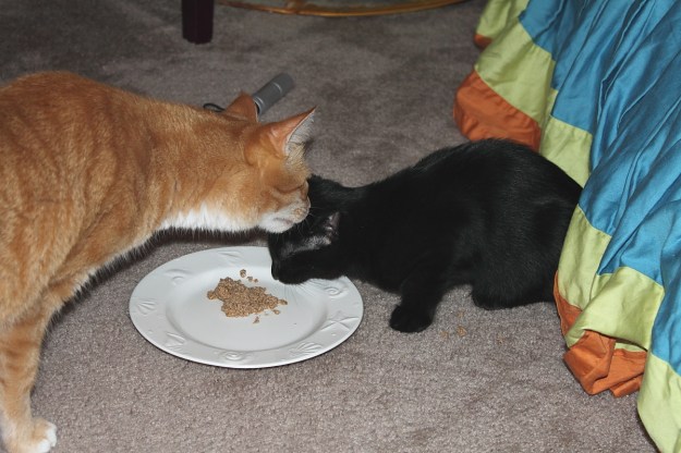 Chris greets kitten as he comes out for food.
