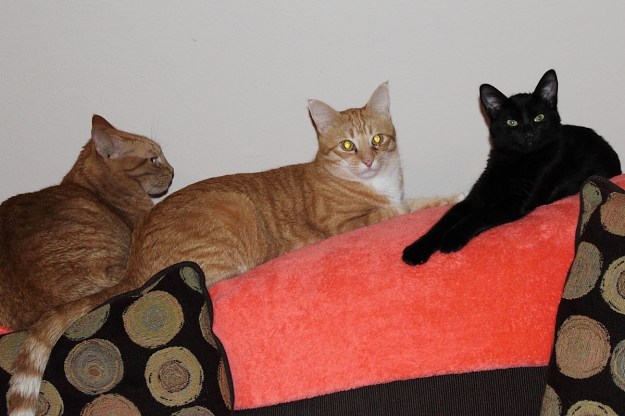 Tigger, Chris and Puck