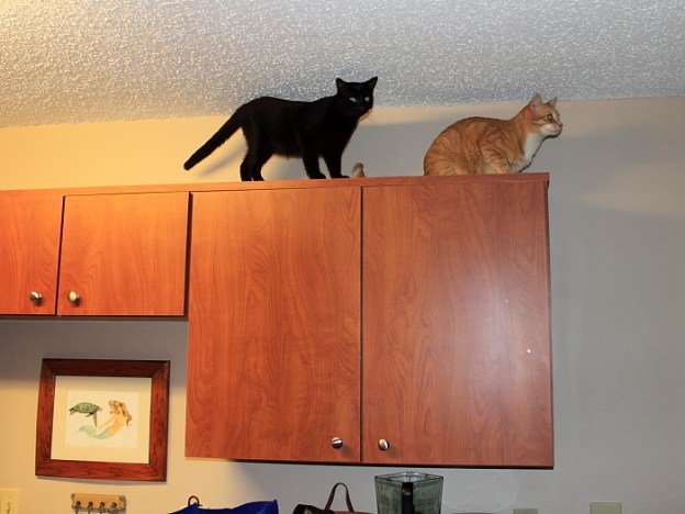 Bad Cat Chris and Puck on top of the Cabinets