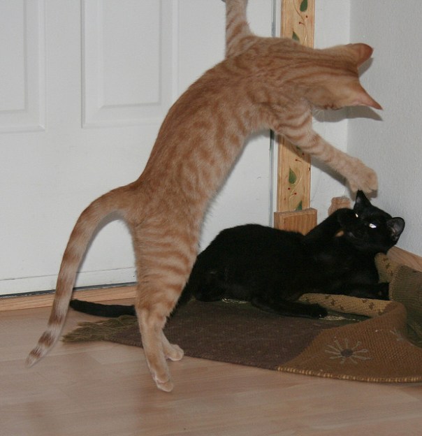 Tigger and brother Flash