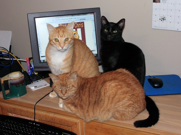 Tigger, Chris and Abbey