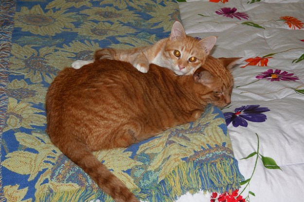 Young Chris and Tigger Young Chris and Tigger