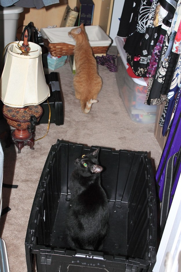 Puck and Chris investigating closet