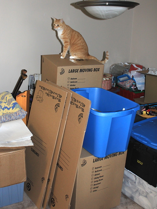 d Cat Chris on top of boxes