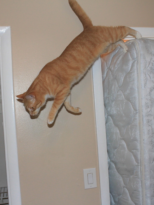 Bad Cat Chris jumping from mattress