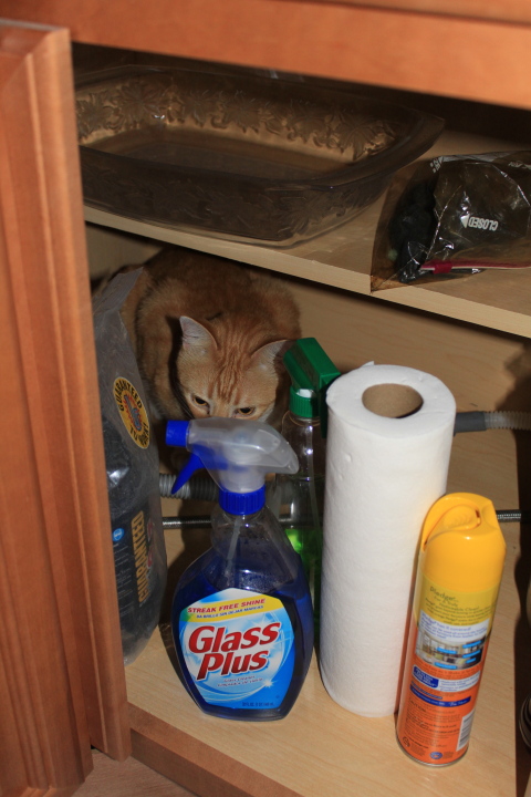 Chris in kitchen cabinet