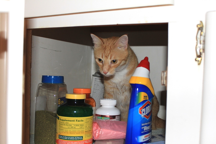 Bad Cat Chris under bathroom sink