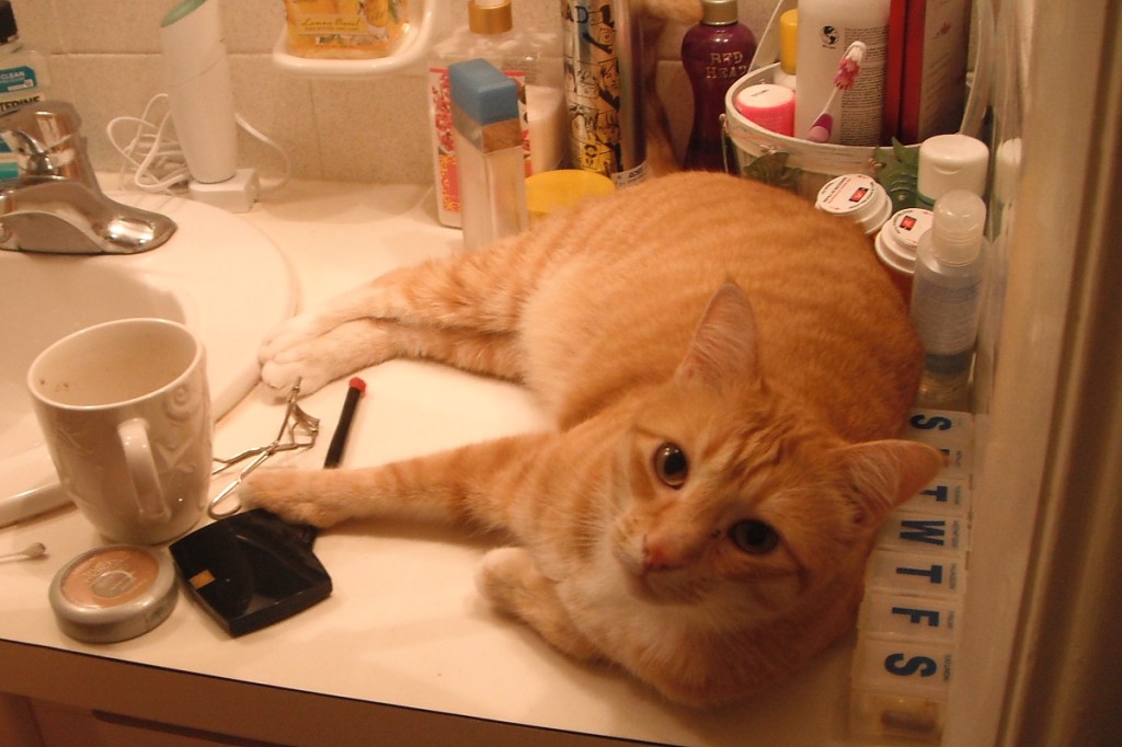 Bad Cat Chris on bathroom counter.