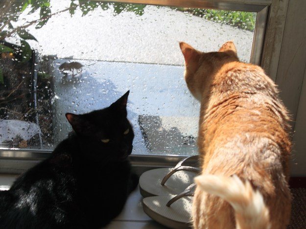 Bad Cat Chris and Puck looking out window at mouse.