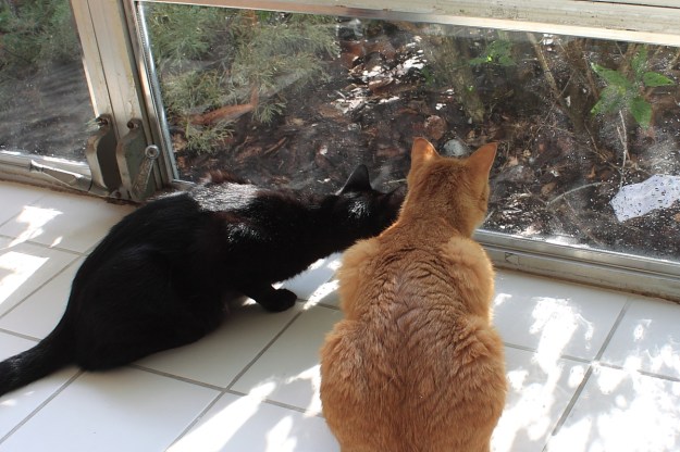 Bad Cat Chris and Puck looking out window