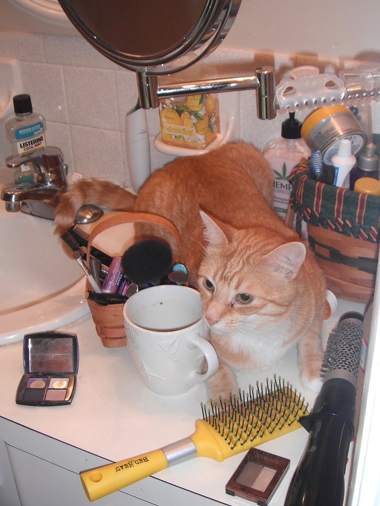 Bad Cat Chris on bathroom counter.