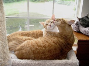 ginger cats, Chris and Tigger
