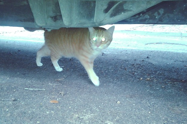 Bad Cat Chris under car