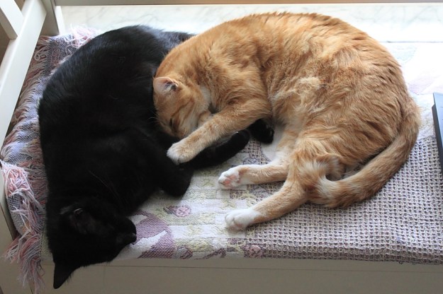 Our cats, Chris and Puck, napping together