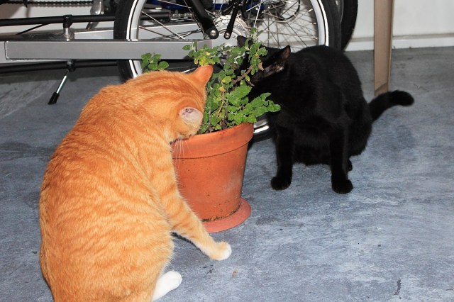 Bad Cat Chris and Puck attacking catnip plant