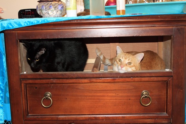 Cats in drawer