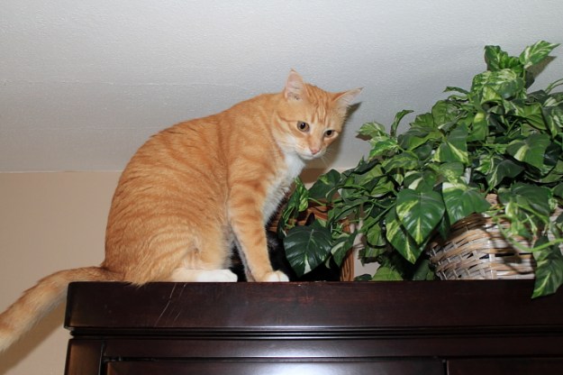 Bad Cat Chris on china cabinet