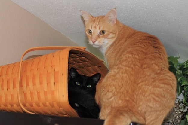 Bad Cat Chris and Puck on china cabinet