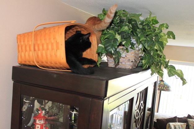 Bad Cat Chris and Puck on china cabinet