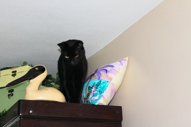 Our cat Puck on china cabinet