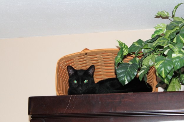 Our cat Puck on china cabinet