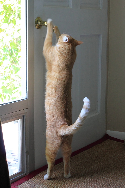 Bad Cat Chris trying to open door