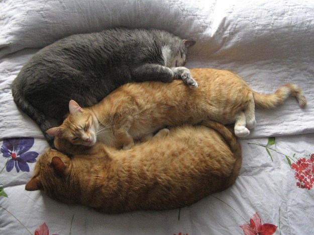 Bad Cat Chris, Abbey and Tigger