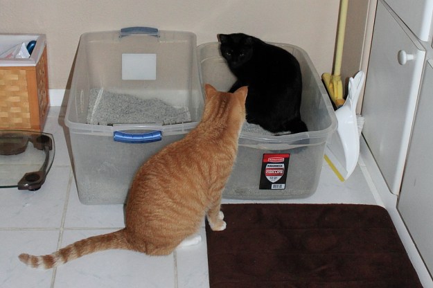 Hurry Puck! If they find it we will be in trouble.