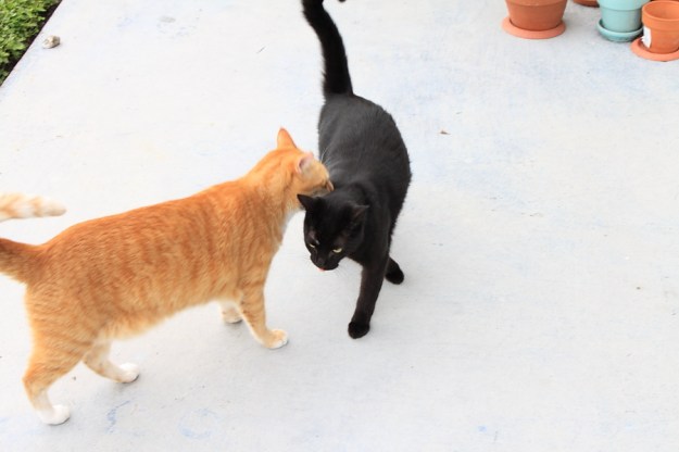 Bad Cat Chris and Puck outside.