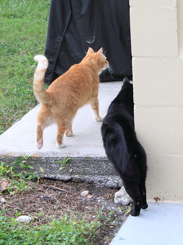 Let me show you around. This is our neighbors door. I think we can find trouble here.