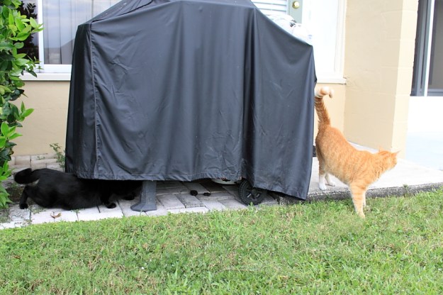 Bad Cat Chris and Puck outside.