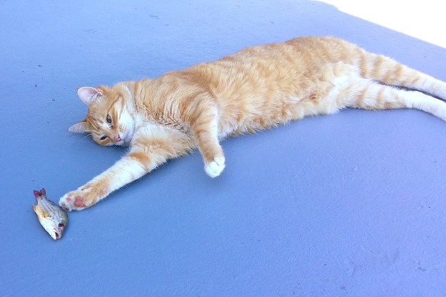 Bad Cat Chris with fish