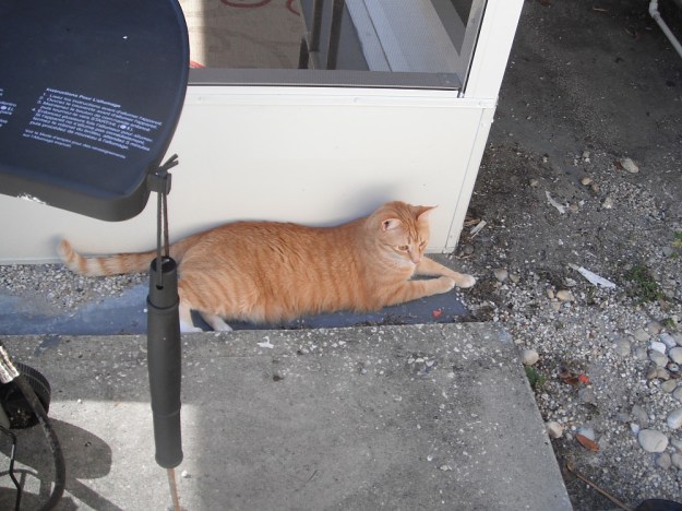 Bad Cat Chris lying in the dirt.