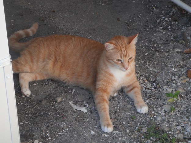 Bad Cat Chris lying in the dirt.