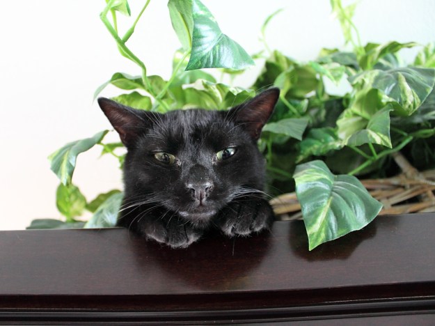 Our cat Puck on china cabinet