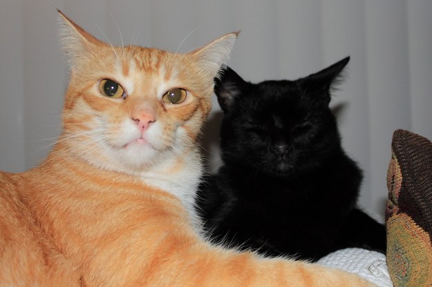 Bad Cat Chris and Puck