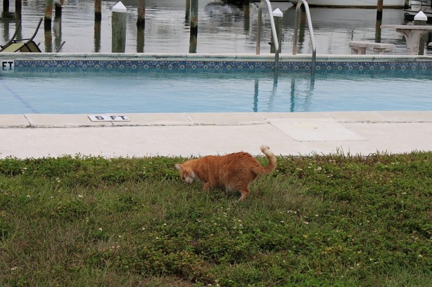 Bad Cat Chris outside