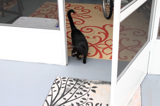 Our cat Puck going outside