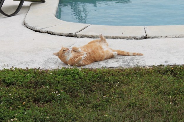 Bad Cat Chris outside