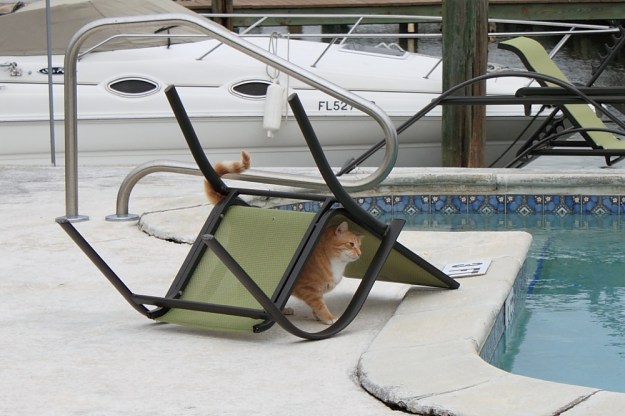 Bad Cat Chris outside