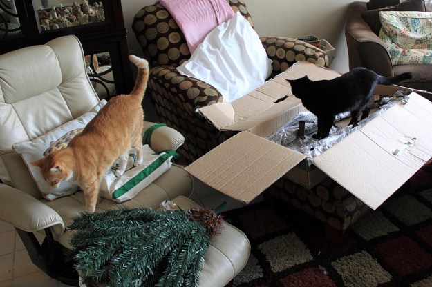 Unpacking the tree with Bad Cat Chris and Puck